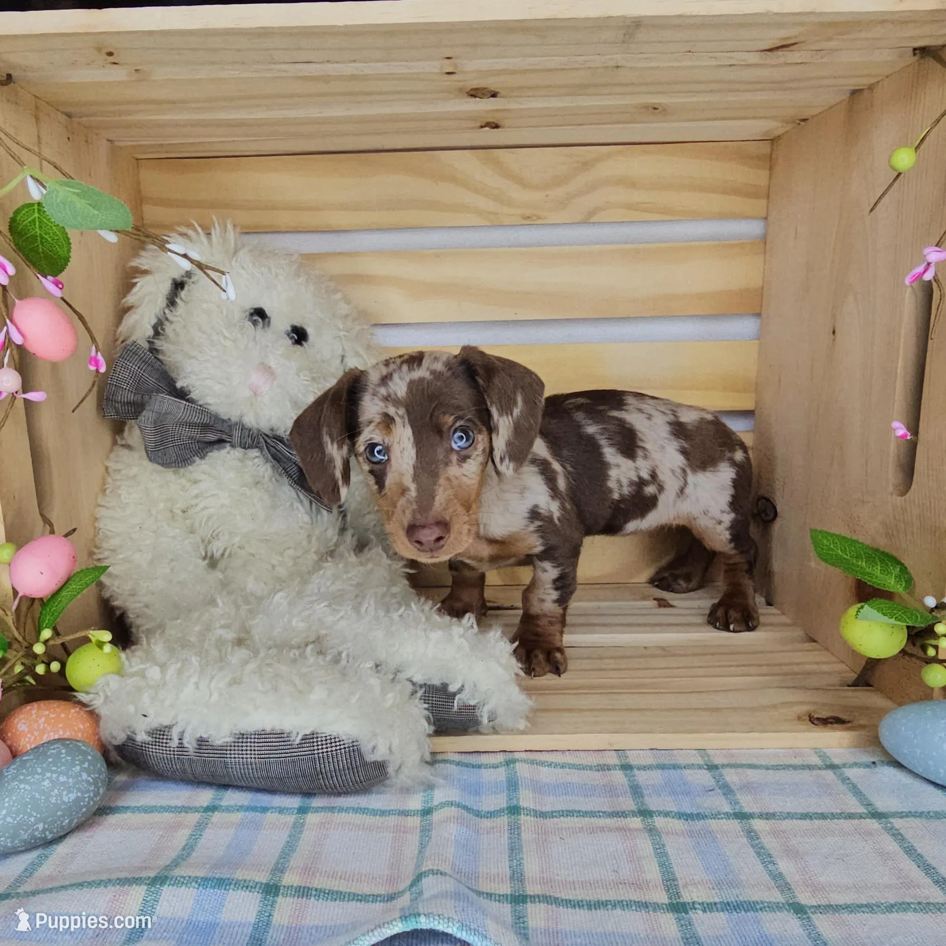 Sweetie, a female Miniature Dachshund for sale in Wolcottville, IN – Photo 4 of 4