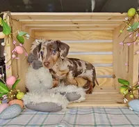 Sweetie, a female Miniature Dachshund for sale in Wolcottville, IN – Photo 2 of 4