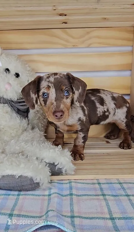 Sweetie, a female Miniature Dachshund for sale in Wolcottville, IN – Photo 1 of 4