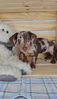 Sweetie, a female Miniature Dachshund for sale in Wolcottville, IN – Photo 1 of 4