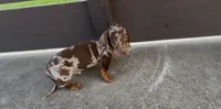 Snickerdoodle, a male Dachshund for sale in Ligonier, IN – 3 of 6
