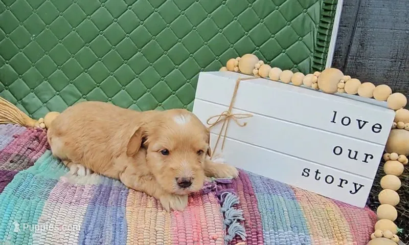 Rowan – Goldendoodle puppy for sale in Ligonier, IN