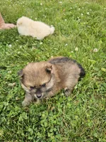 Bear, a male Pomeranian for sale in Wolcottville, IN – 2 of 2