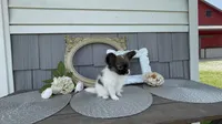 Meadow, a female Papillon for sale in Wolcottville, IN – 5 of 5