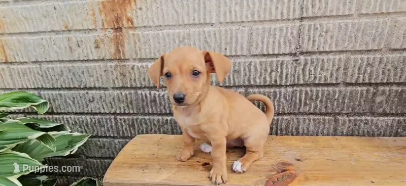 Twix – Jack Russell Terrier, Dachshund puppy for sale in Wolcottville, IN