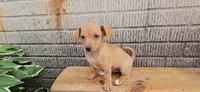 Twix, a female Jack Russell Terrier and Dachshund for sale in Wolcottville, IN – 1 of 2
