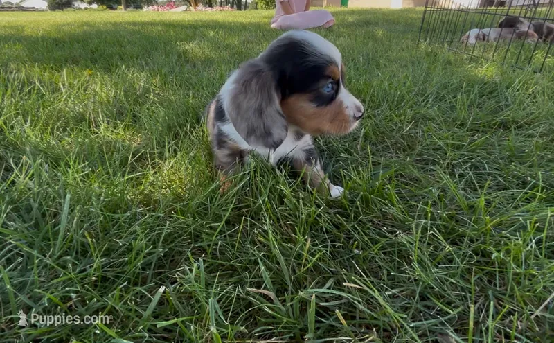 Patch – Dachshund, Cavalier King Charles Spaniel puppy for sale in Ligonier, IN