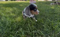 Patch, a male Dachshund and Cavalier King Charles Spaniel for sale in Ligonier, IN – 1 of 3