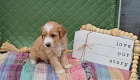 Edmund, a male Goldendoodle for sale in Ligonier, IN – 3 of 3