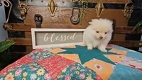 Nibs, a male Pomeranian for sale in Wolcottville, IN – 3 of 3