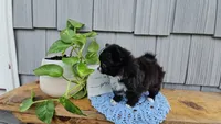 Milo, a male Chihuahua for sale in Wolcottville, IN – 5 of 5