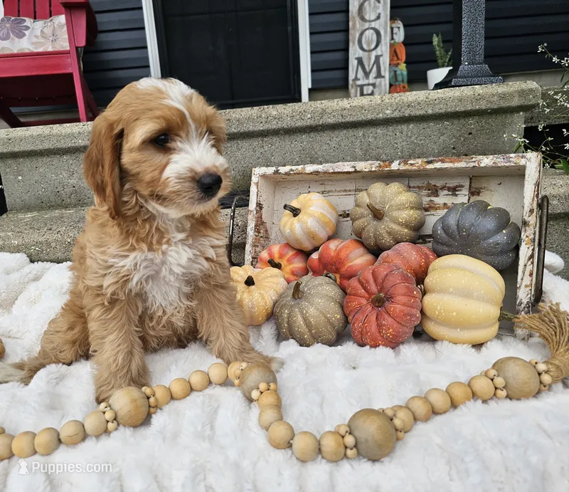 Barney – Miniature Goldendoodle puppy for sale in Ligonier, IN