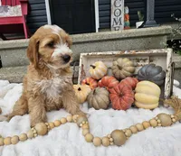 Barney, a male Miniature Goldendoodle for sale in Ligonier, IN – 4 of 9