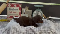 Brownie, a female Dachshund for sale in Ligonier, IN – 3 of 4