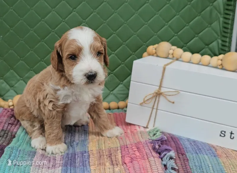 Barney – Goldendoodle puppy for sale in Ligonier, IN