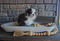 Oliver, a male Chihuahua for sale in Wolcottville, IN – 2 of 8
