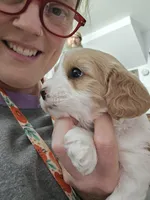 Pearl, a female Cavapoo for sale in Wolcottville, IN – Photo 5 of 5