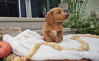 Birch, a male Miniature Goldendoodle for sale in Ligonier, IN – 4 of 8
