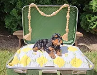 Juniper, a female Cavapoo for sale in Wolcottville, IN – 3 of 3