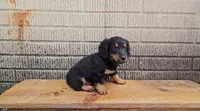 Baloo, a male Border Collie and Miniature Dachshund for sale in Wolcottville, IN – 1 of 2