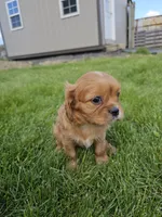 Mildred, a female Cavalier King Charles Spaniel for sale in Wolcottville, IN – 2 of 3