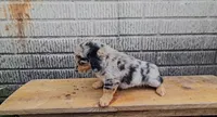 Winnie, a female Border Collie and Miniature Dachshund for sale in Wolcottville, IN – 2 of 3