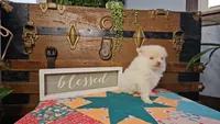 Nibs, a male Pomeranian for sale in Wolcottville, IN – 2 of 3