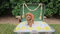Cedar, a male Cavapoo for sale in Wolcottville, IN – 2 of 4