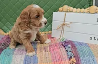 Winston, a male Miniature Goldendoodle for sale in Ligonier, IN – 3 of 3