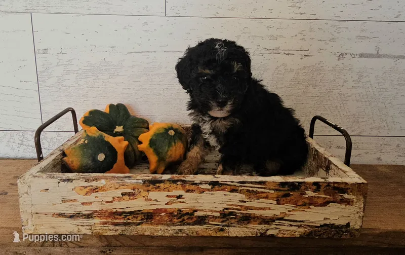 Bentley – Poodle - Miniature  puppy for sale in Ligonier, IN