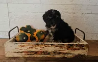 Bentley, a male Poodle - Miniature  for sale in Ligonier, IN – 1 of 2