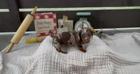 Pudding, a female Dachshund for sale in Ligonier, IN – 1 of 3