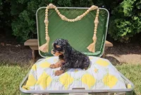 Juniper, a female Cavapoo for sale in Wolcottville, IN – 2 of 3