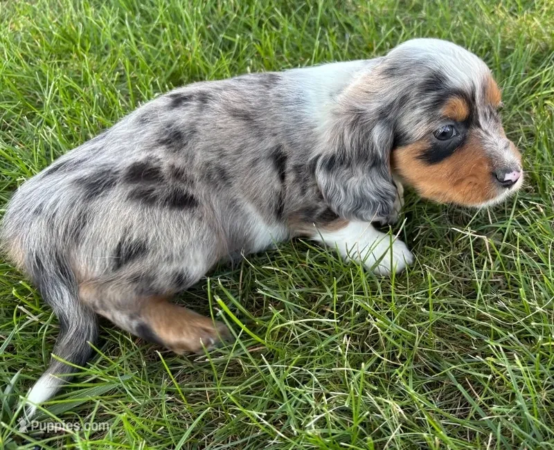 Smores – Dachshund, Cavalier King Charles Spaniel puppy for sale in Ligonier, IN