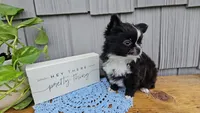 Milo, a male Chihuahua for sale in Wolcottville, IN – 4 of 5