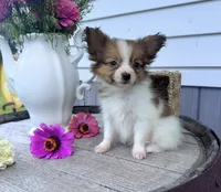 Remy, a male Papillon for sale in Ligonier, IN – 1 of 4