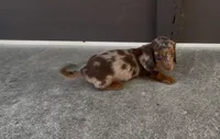 Toffee, a female Dachshund for sale in Ligonier, IN – 2 of 7