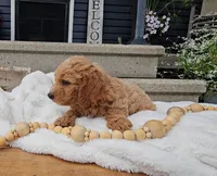 Arthur, a male Miniature Goldendoodle for sale in Ligonier, IN – 4 of 7
