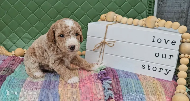 Eloise – Goldendoodle puppy for sale in Ligonier, IN