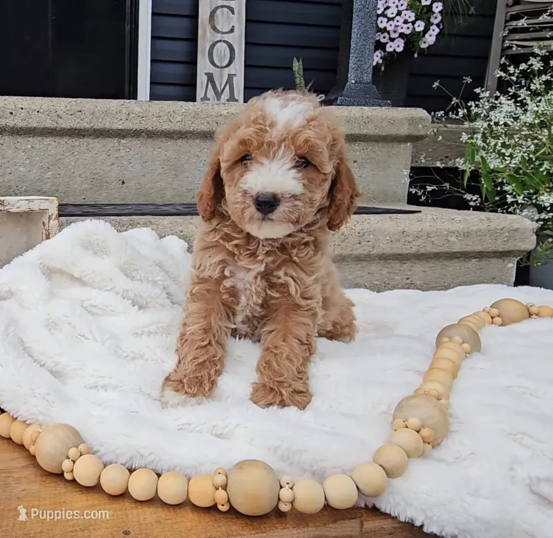 Eloise – Miniature Goldendoodle puppy for sale in Ligonier, IN