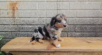 Paddington, a male Border Collie and Miniature Dachshund for sale in Wolcottville, IN – 1 of 4