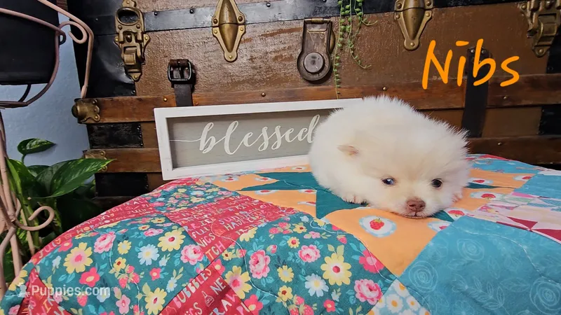 Nibs – Pomeranian puppy for sale in Wolcottville, IN