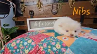 Nibs, a male Pomeranian for sale in Wolcottville, IN – 1 of 3