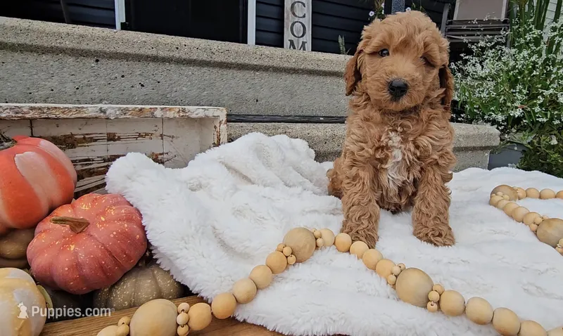 Buck – Miniature Goldendoodle puppy for sale in Ligonier, IN