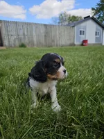 Rosie, a female Cavalier King Charles Spaniel for sale in Wolcottville, IN – 3 of 4