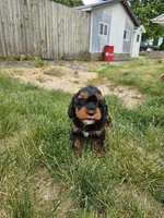 Timber, a female Cavapoo for sale in Wolcottville, IN – 2 of 3
