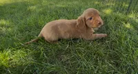 Chestnut , a male Dachshund and Cavalier King Charles Spaniel for sale in Ligonier, IN – 3 of 3