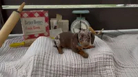 Honeybun, a female Dachshund for sale in Ligonier, IN – 2 of 3