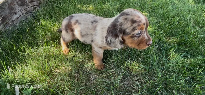 Maple – Dachshund, Cavalier King Charles Spaniel puppy for sale in Ligonier, IN