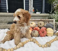 Barney, a male Miniature Goldendoodle for sale in Ligonier, IN – 5 of 9